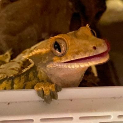 ニシアフ3、レオパ5、クレス2 、シシバナ2、フトアゴ、ニホンイシガメ、ミナミイシガメ、フロリダレッドベリー、アラバマレッドベリー2、カブトニオイガメ、ミツユビハコガメ、ノコヘリハコヨコクビガメ2、セキセイ、ジャンボセキセイ、猫3。まだまだエキゾ初心者です。無言フォロー失礼します。むしろフォローお願いします!