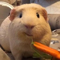 FuryLegendary (@furylegendary1) 's Twitter Profile