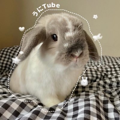 ホーランドロップイヤーのうに♀ 🎂2019/12/16 🏡2020/3/1 YouTube/Instagram/TikTokもやってます