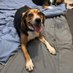Bella, Mags , Brie and 🌈Bentley 🐞🐞 (@ddoggiesmommy) Twitter profile photo Bella, Mags , Brie and 🌈Bentley 🐞🐞 (@ddoggiesmommy) Twitter profile photo