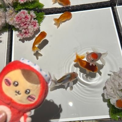 lazool_focus's profile picture. 会いたい人に会い行く!！を日々のパワーに✨大好きな人の歌声と演奏を少しでも多く聴きに行けますように………🖤Hiromu🖤🎹🎤私の推しは「風神」
♡dawgss♡YUTA♡MASHIHO♡ATS
♡離婚伝説♡imase♡Penthouse♡XIIX ♡歌声に癒される日々♡

リンパセラピストの資格を持つ料理人🍳