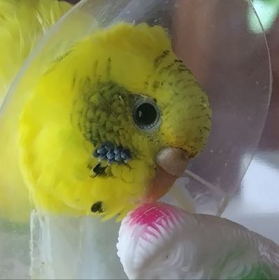 Adagio Moltoさんのプロフィール画像