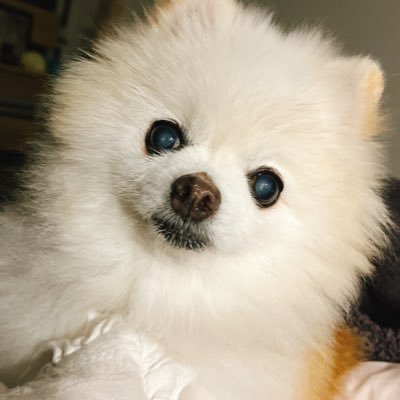 srtm_sp's profile picture. さようなら👋