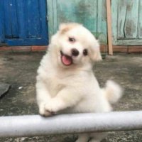 곽두팔 (@hello_bitcheees) 's Twitter Profile