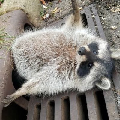 comeseecome97's profile picture. pooke