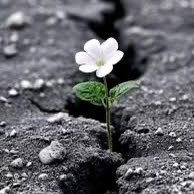 وكن رجلا اذا أتوا بعده ... يقولون مرّ وهذا الأثر ....... والعُمر ماضٍ إنما ... يبقى صَنيعُك والأثَر ... فاتركْ على هذي الحياة .. غرسًا جميلًا كالزَّهر