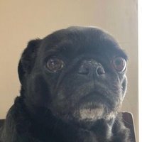 Pav (@7pavlol) 's Twitter Profile