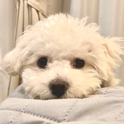 chin_chiko_rin's profile picture. BLUE GIANTの大に憧れてテナーサックスはじめました。 最近アルトサックスに転生しました。 DLMC2010