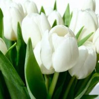 Thanaa AlQudah (@thanaaqd) Twitter profile photo