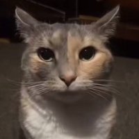 Intolerant Left™️ (@intolerantleft0) 's Twitter Profile Photo Intolerant Left™️ (@intolerantleft0) 's Twitter Profile Photo