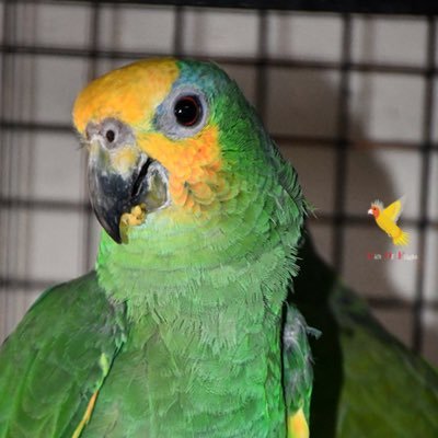 GiftOfFlightAVI's profile picture. We are a Mini Avian Breeding & Conservation Facility situated in India. Bringing the love and values of winged jewels closer to you.