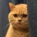 mittens (@penguin16666944) Twitter profile photo mittens (@penguin16666944) Twitter profile photo