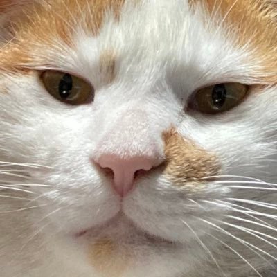 めいねぇ🍜さんのプロフィール画像