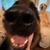 Dogguni (@imdogguni) Twitter profile photo Dogguni (@imdogguni) Twitter profile photo