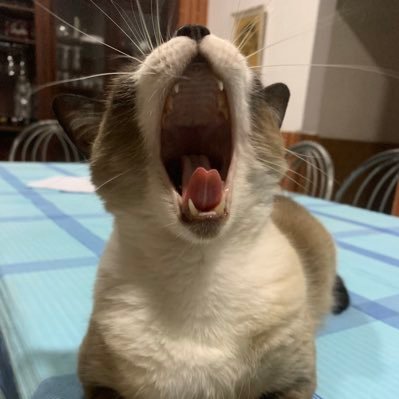 Malaperr's profile picture. Yo soy un caballero y los caballeros no tenemos memoria.