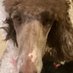 : (@puppy_cat11) Twitter profile photo : (@puppy_cat11) Twitter profile photo