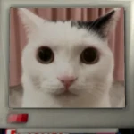 fnffan017's profile picture. the fnf fan
19 years old
I make art every once a decade
bisexual
big Jermbo Regretevator fan
ouch me leg
taken by @fransthecoder
add me on discord: fnffan017