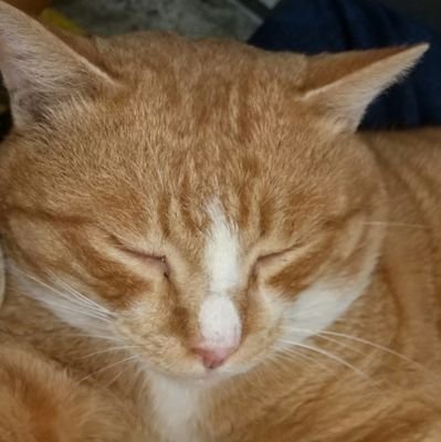 普通の会社員
釣りとゴルフが趣味のオジサン。
犬、猫好き! パヨは嫌い
日本保守党一般会員1183***