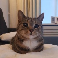 A (@aluxinbucket) 's Twitter Profile