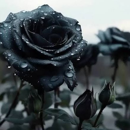 CarinaSDelgado's profile picture. Minha vida não faz mais sentido. Por dentro já estou morta.