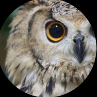フクロウのくろあめちゃん (@apple_owls) 's Twitter Profile Photo フクロウのくろあめちゃん (@apple_owls) 's Twitter Profile Photo