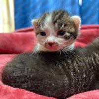 かわちょっパ🐈⸒⸒⸒⸒🐈⬛⸒⸒⸒⸒ (@kawatyo2) 's Twitter Profile