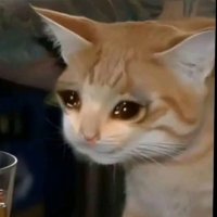 ᴅᴏɴᴋᴇʏꜱᴛᴀᴍɪɴᴀ (@maycreme) 's Twitter Profile Photo ᴅᴏɴᴋᴇʏꜱᴛᴀᴍɪɴᴀ (@maycreme) 's Twitter Profile Photo