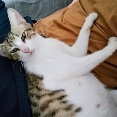 Perfil de um concurseiro. A gata na foto é minha bebê.