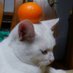 ねこた (@ura_nekota) Twitter profile photo ねこた (@ura_nekota) Twitter profile photo