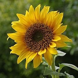 Nittaya1451616's profile picture. 