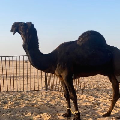 حَگمهہ قصيرهہ ولگن معناهَا گبير ،،، الثقَهہ گالدمعهہ إذا سَقطَت لَن تَعُود