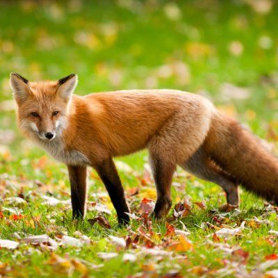 perabraham11976's profile picture. Pro sanity.