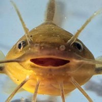 lefua (@ictaluridae) 's Twitter Profile Photo