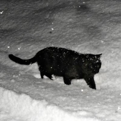 duwang233's profile picture. 🖤💖💙💛
最近很忙💦
杂食无雷点，不是任何角色的公嬷，喜欢就画。
本质是奶牛猫bot🥛🐱💕