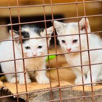 Quick Stray Rescue (@quickstryrescue) 's Twitter Profile
