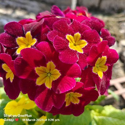 somu06125656's profile picture. அண்ணா அறிவாலயம் போகாத சாதாரண திமுக காரன்