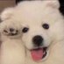 찐빵 (@jjinppang423) Twitter profile photo 찐빵 (@jjinppang423) Twitter profile photo