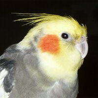 Heather Kitching (@heatherkitching) 's Twitter Profile