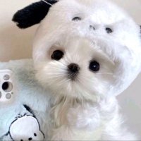 🐶🩵 (@3o_vinll) 's Twitter Profile