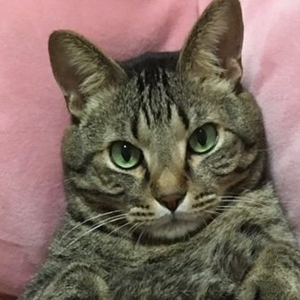 zakima55's profile picture. 執事、とも呼ばれます。　東京（秋葉原）札幌（すすきの）　
ラーメンは元気の糧　戌年だけど断然猫派です。
独身になっちゃった