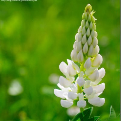 runapiso's profile picture. 母が直腸神経内分泌腫瘍と診断され日々情報を集めています。当方は22歳です。