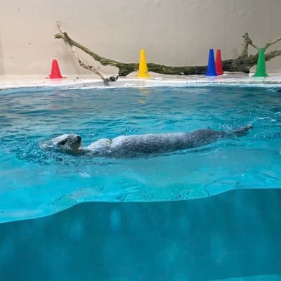 2024/12/26〜伊勢海老を食べたくて三重に行ったらラッコ沼に浸かりました🦦 ラッコの餌代のために仕事してます🦑