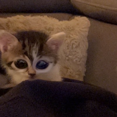 Gusiberie's profile picture. 𝑰𝒍𝒔 𝒐𝒏𝒕 𝒅𝒆́𝒕𝒓𝒖𝒊𝒕 𝒏𝒐𝒔 𝒕𝒐𝒖𝒓𝒔, 𝒅𝒆́𝒕𝒓𝒖𝒊𝒓𝒐𝒏𝒕 𝒑𝒂𝒔 𝒍'𝒆𝒎𝒑𝒊𝒓𝒆 𝒒𝒖'𝒐𝒏 𝒂 𝒄𝒐𝒏𝒔𝒕𝒓𝒖𝒊𝒕 𝒅𝒂𝒏𝒔 𝒏𝒐𝒔 𝒄𝒐𝒆𝒖𝒓𝒔.