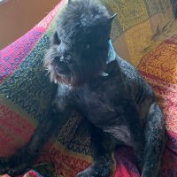 kukla (@cindylpc) 's Twitter Profile