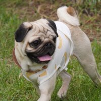 だいすけ (@pug_pompey) 's Twitter Profile