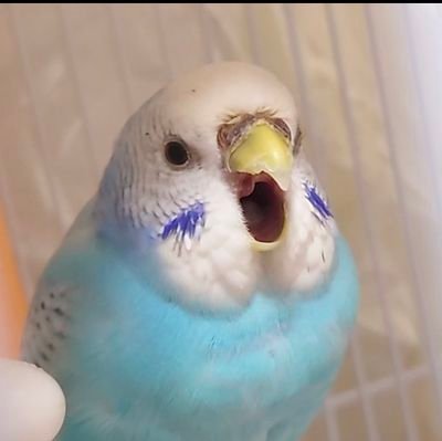 懸賞、インコ大好きです🤩/懸賞好きな方の無言フォロー歓迎/懸賞好きさんフォロバ100%/副業は必要ありません/懸賞&インコYouTubeやってます🥰チャンネル登録して下さると嬉しいです☺⬇