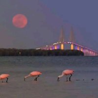 Floridian (@srqfloridian) 's Twitter Profile Photo Floridian (@srqfloridian) 's Twitter Profile Photo