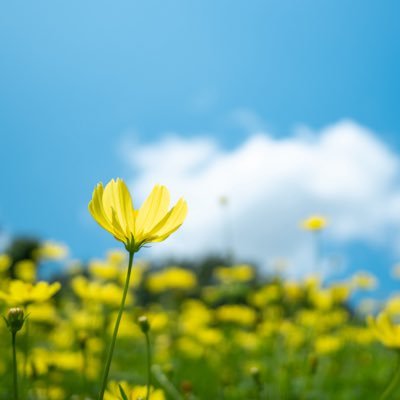 kou04712's profile picture. ガジェットと写真と観葉植物、たまに普段の生活での気づきを投稿してます🪴📷📱🐜 noteやってます↓↓↓