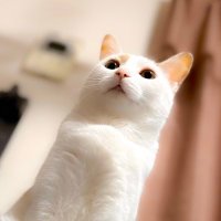 フクちゃん (@bocchi36fuku) 's Twitter Profile Photo
