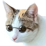 epιpυ🐈💦ニャー🥁ドドドドドド (@epipumh) 's Twitter Profile